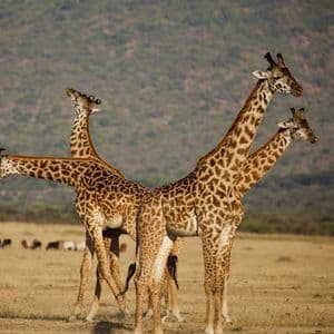 A group of giraffes standing together in an open grassy savanna with hills in the background.