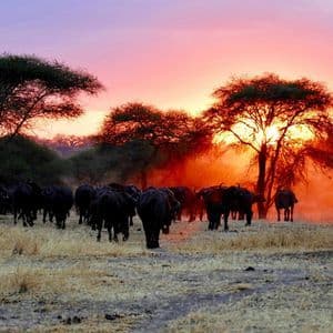 A herd of African buffaloes walking across a grassy savanna toward acacia trees at sunset.