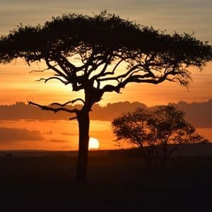 Silhouette of an acacia tree against a vibrant orange and yellow sunset on the savanna horizon.