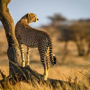 A cheetah stands on the lower trunk of an acacia tree, looking out over a grassy savanna under bright sunlight.
