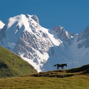 Un caballo de pie en una colina cubierta de hierba frente a masivos picos montañosos cubiertos de nieve bajo un cielo azul despejado.