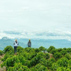 Deux personnes en chapeaux de paille contemplent une plantation de café face à une chaîne de montagnes baignée de nuages bas.