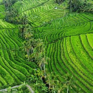 Une vue aérienne de rizières en terrasses d'un vert éclatant, parsemées de grands palmiers et de petites cabanes.
