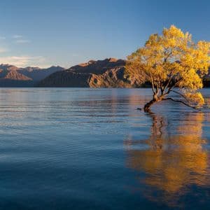 Ein einzelner Baum mit leuchtend gelben Blättern wächst aus einem ruhigen blauen See, mit sonnenbeschienenen Bergen im Hintergrund.