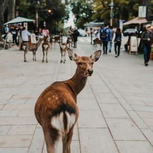 Un cerf se retourne sur une rue pavée, peuplée de gens et d'autres cerfs.