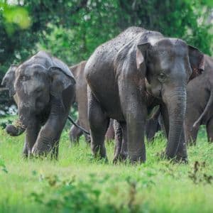 A herd of elephants, including a younger one, graze together in a lush green field in front of a dense forest.