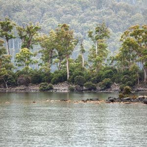 A rainforest river A wide, still river running between banks of dense tropical rainforest.