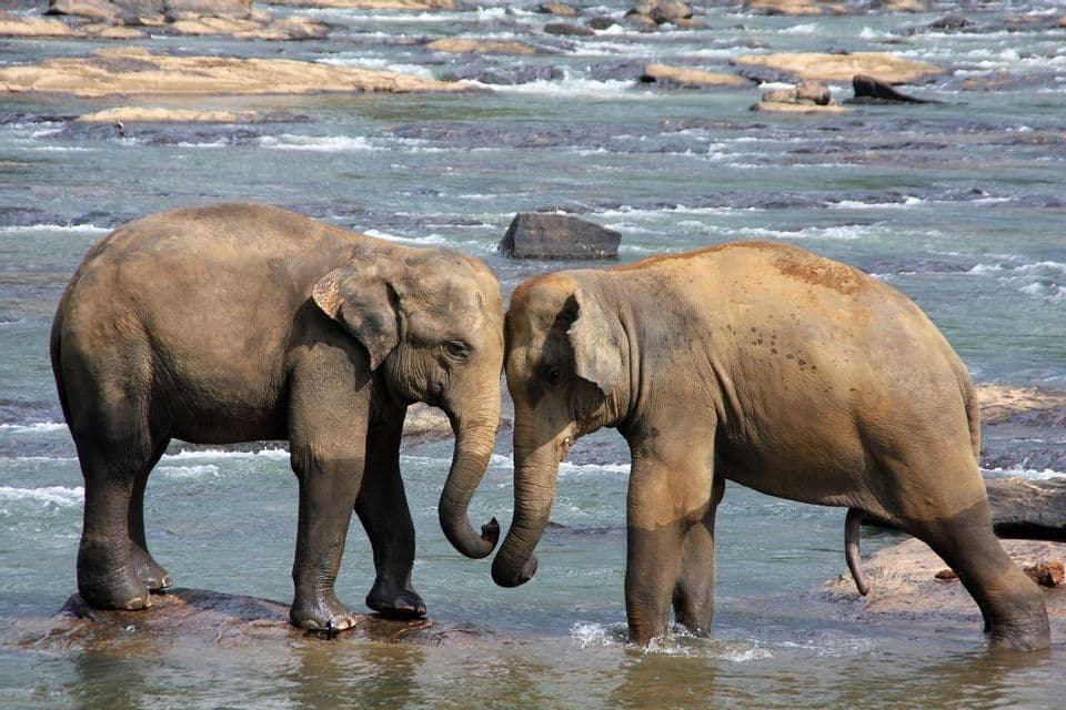 Dos elefantes se miran frente a frente en un río poco profundo y rocoso con agua fluyendo.