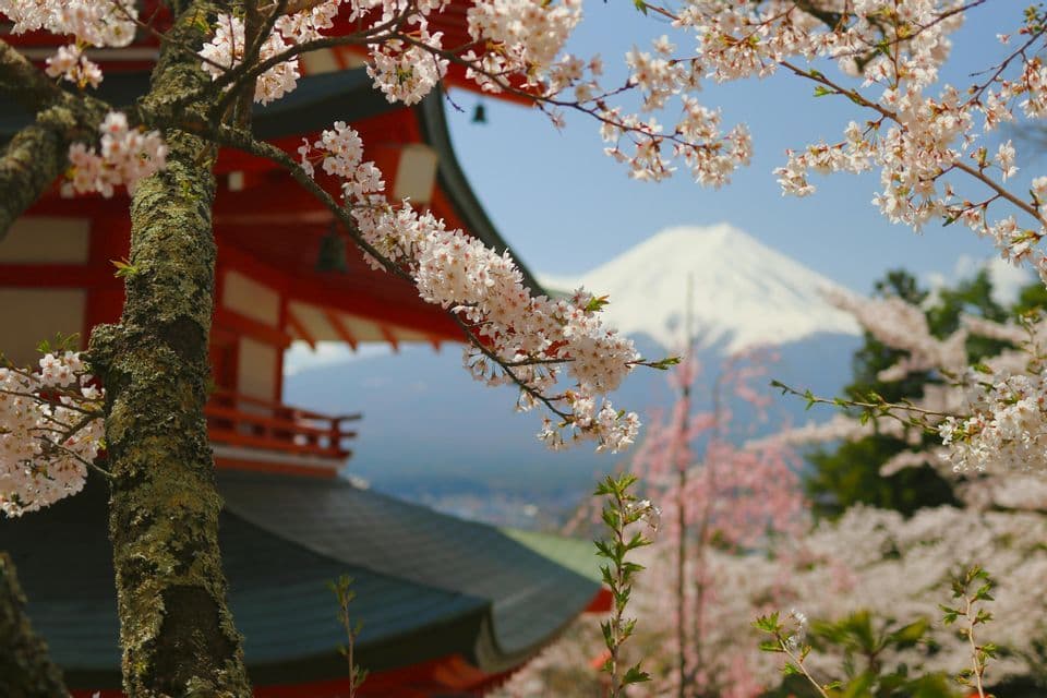 Cherry blossom branches in the foreground frame a view of a red pagoda with a snow-capped mountain in the background.