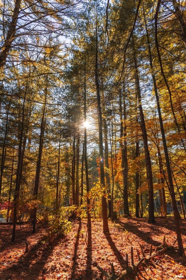 La luce del sole filtra attraverso gli alberi alti di un bosco autunnale, proiettando lunghe ombre su un tappeto di foglie.