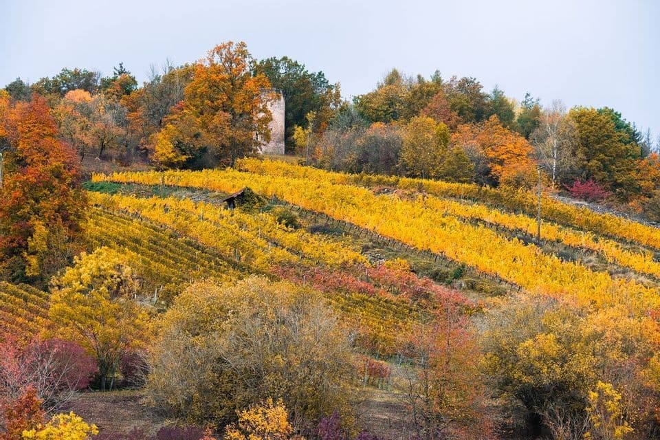 Un vigneto in collina con foglie giallo vivace in autunno, circondato da una foresta con una torre in pietra sullo sfondo.