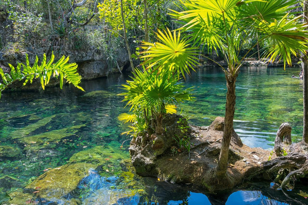 Un petit palmier pousse sur un affleurement rocheux dans un bassin naturel aux eaux claires et turquoises, entouré d'une végétation luxuriante de jungle.