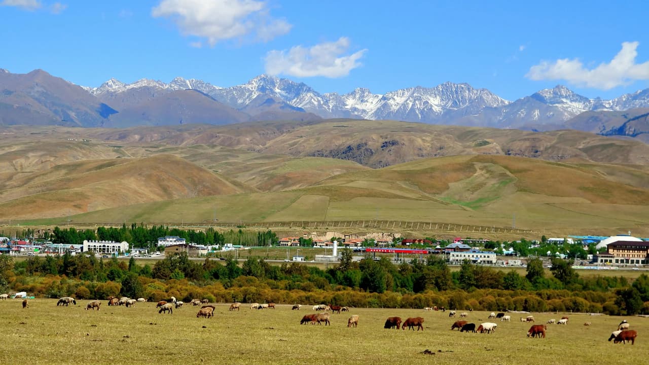 Des moutons paissent dans un vaste pâturage verdoyant avec une petite ville et une chaîne de montagnes enneigées au loin.