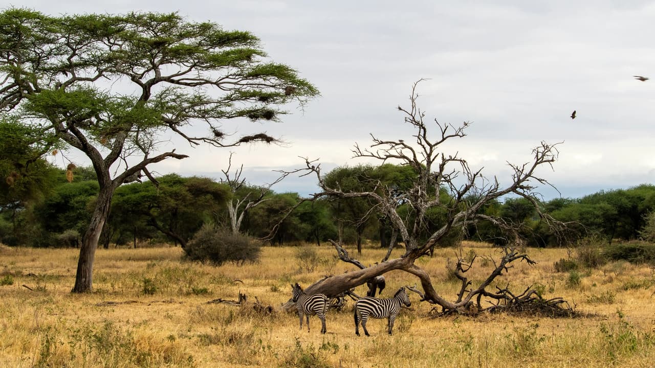 Deux zèbres se tiennent dans une savane sèche près d'un arbre tombé, avec des acacias verts sous un ciel couvert.