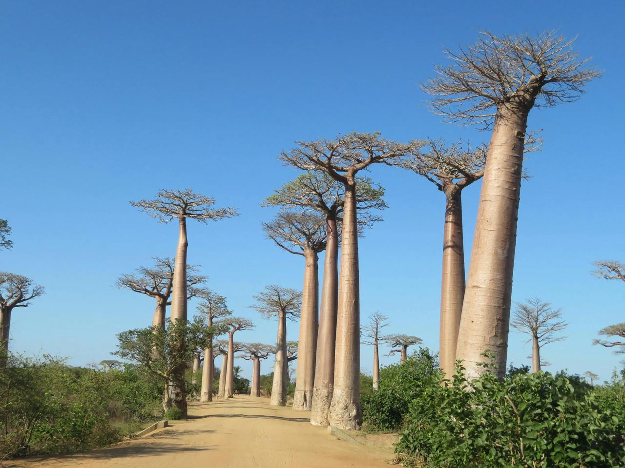 Hohe, dickstämmige Baobab-Bäume säumen einen Feldweg, der sich unter klarem blauem Himmel in die Ferne erstreckt.