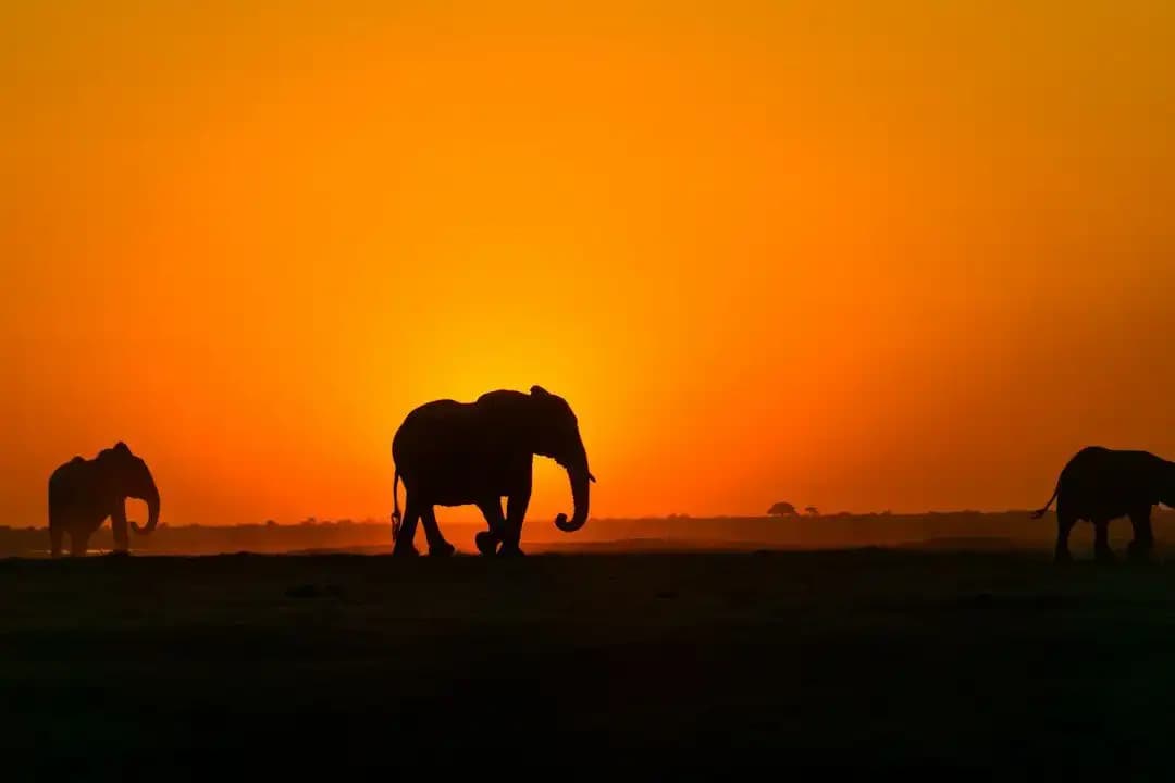 Elefanten im Gegenlicht vor einem orangefarbenen Sonnenuntergang in der Savanne
