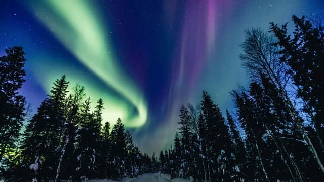 Une aurore boréale verte et violette illumine le ciel étoilé au-dessus d'une route enneigée bordée de pins en silhouette.