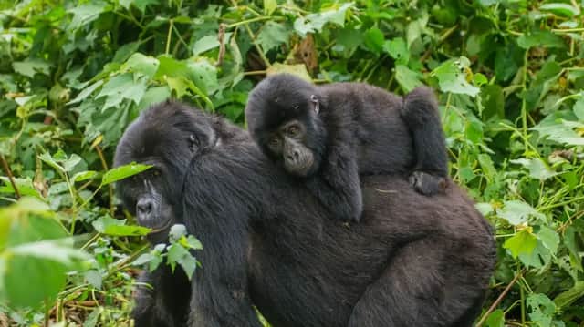 Un cucciolo di gorilla si riposa sulla schiena di un gorilla adulto tra il fitto fogliame verde della giungla.