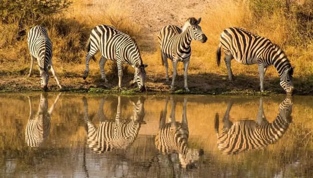 Quattro zebre che bevono da una pozza d'acqua, i loro riflessi striati visibili nell'acqua calma.