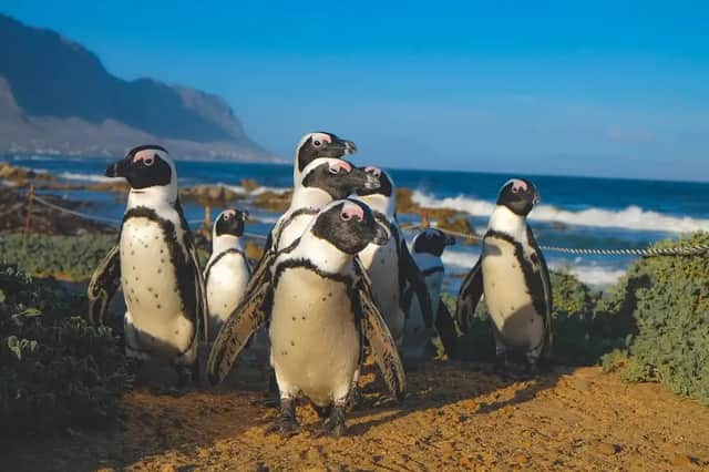 Eine Gruppe Pinguine steht auf einer sandigen Klippe mit Blick auf das Meer und Berge im Hintergrund.