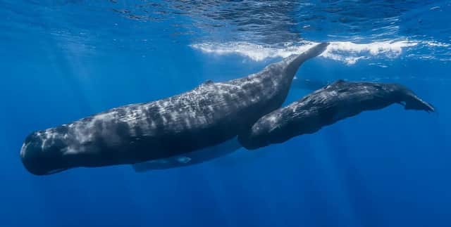 Un cachalote adulto y su cría nadan juntos justo bajo la superficie en las claras aguas azules del océano.