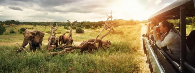 A WeRoad group trip photographs a herd of elephants from a safari jeep in a grassy savanna at sunset.