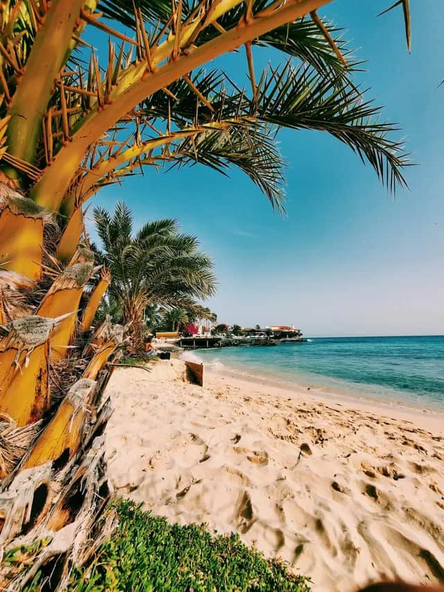 Una vista dal basso di una spiaggia sabbiosa, ripresa da dietro una palma appuntita, con l'oceano blu e un cielo sereno sullo sfondo.
