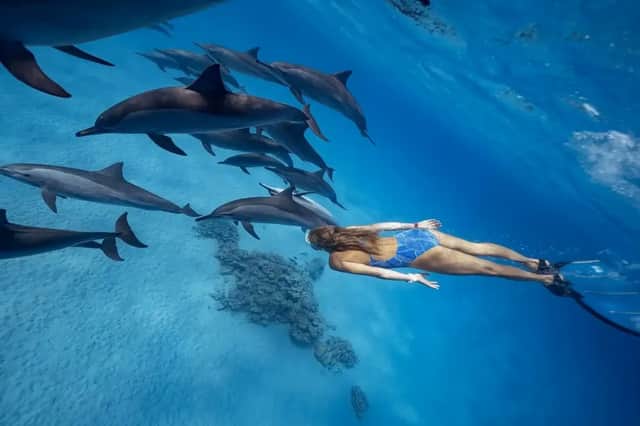 Une femme en maillot de bain bleu nage sous l'eau aux côtés d'un groupe de dauphins au-dessus d'un fond marin sablonneux.