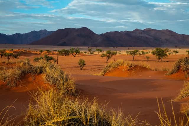 Un paysage désertique avec des dunes de sable rouge, des arbres dispersés et une chaîne de montagnes au loin sous un ciel bleu.