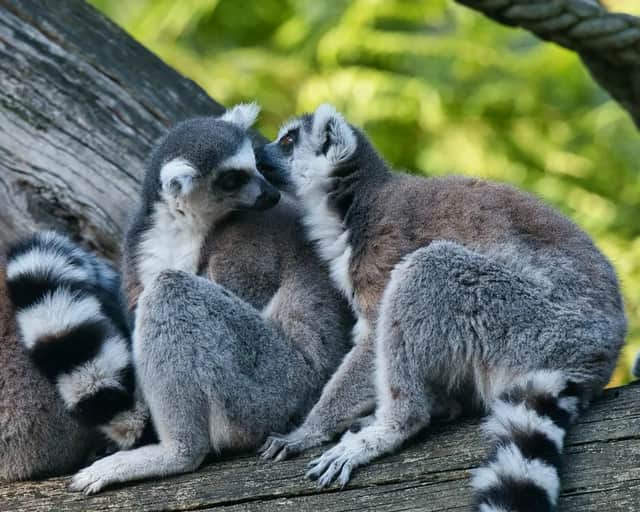 Deux lémuriens à queue annelée sont assis côte à côte sur une branche d'arbre, l'un blottissant sa joue contre celle de l'autre, sur fond vert.