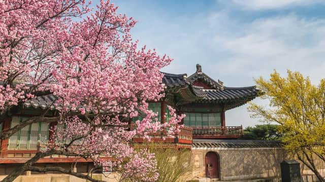 Un ciliegio rosa in piena fioritura incornicia un edificio tradizionale in stile est-asiatico con tetto in tegole.