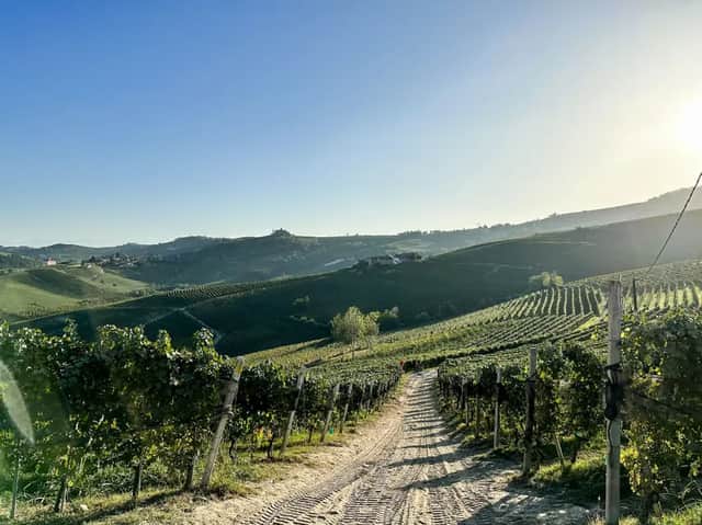 Un vasto paesaggio di dolci colline verdi coperte di vigneti, con una strada sterrata in primo piano sotto un cielo limpido e soleggiato.