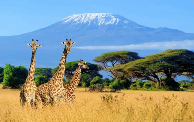 Tre giraffe si ergono in una savana dorata con alberi di acacia e una montagna innevata sullo sfondo.