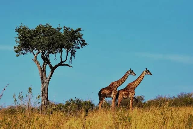 Two giraffes stand on a grassy hill next to a tree in the savanna under a clear blue sky.