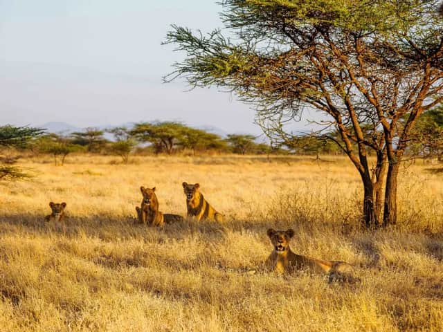 A pride of four lions rests in the tall golden grass of a savanna, with acacia trees in the background.