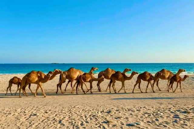 Una carovana di cammelli cammina in fila su una spiaggia sabbiosa accanto a un oceano turchese sotto un cielo azzurro limpido.