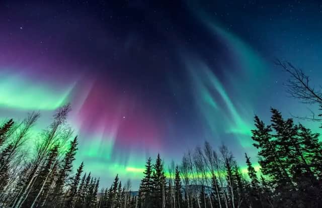 Les aurores boréales vertes et violettes illuminent le ciel nocturne étoilé au-dessus d'une forêt en silhouette.