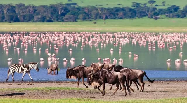 A herd of wildebeest and a single zebra walk along the shore of a lake teeming with pink flamingos.