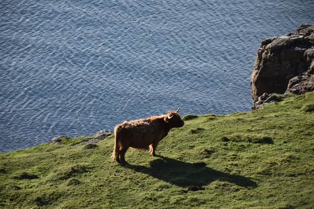 Una mucca Highland marrone si erge su una scogliera erbosa che si affaccia sul mare blu durante il giorno.