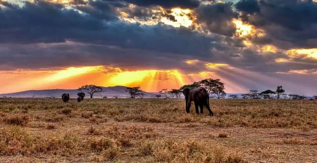 Tre elefanti vagano in una savana erbosa al tramonto, con raggi di sole dorati che filtrano tra nuvole scure.