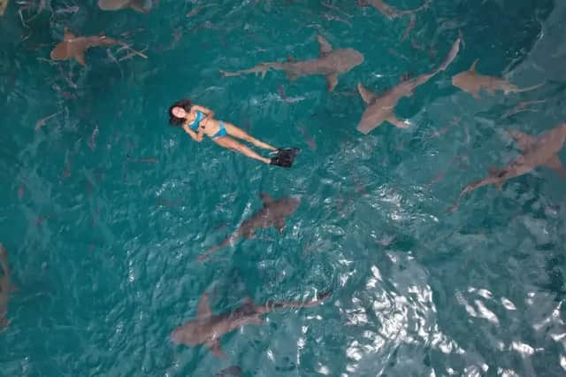 Una ripresa aerea di una donna in bikini e pinne che galleggia sulla schiena in acqua turchese, circondata da numerosi squali.