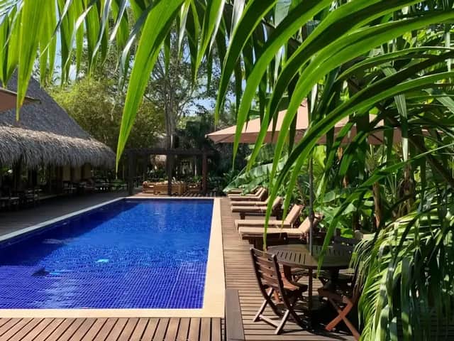 A tropical resort swimming pool with a wooden deck and lounge chairs, framed by large green palm leaves.