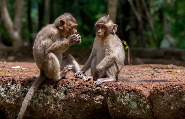 Two macaques sitting on an ancient stone in the jungle.
