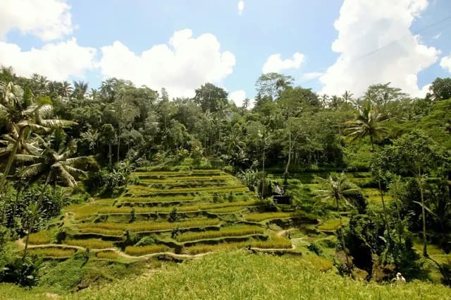Arrozales en terrazas entre palmeras en Bali, Indonesia