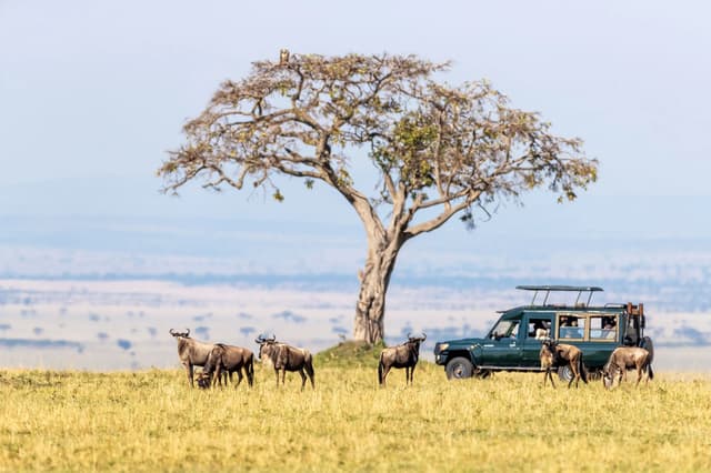 Ñus pastando junto a una acacia y un vehículo de safari en la sabana.